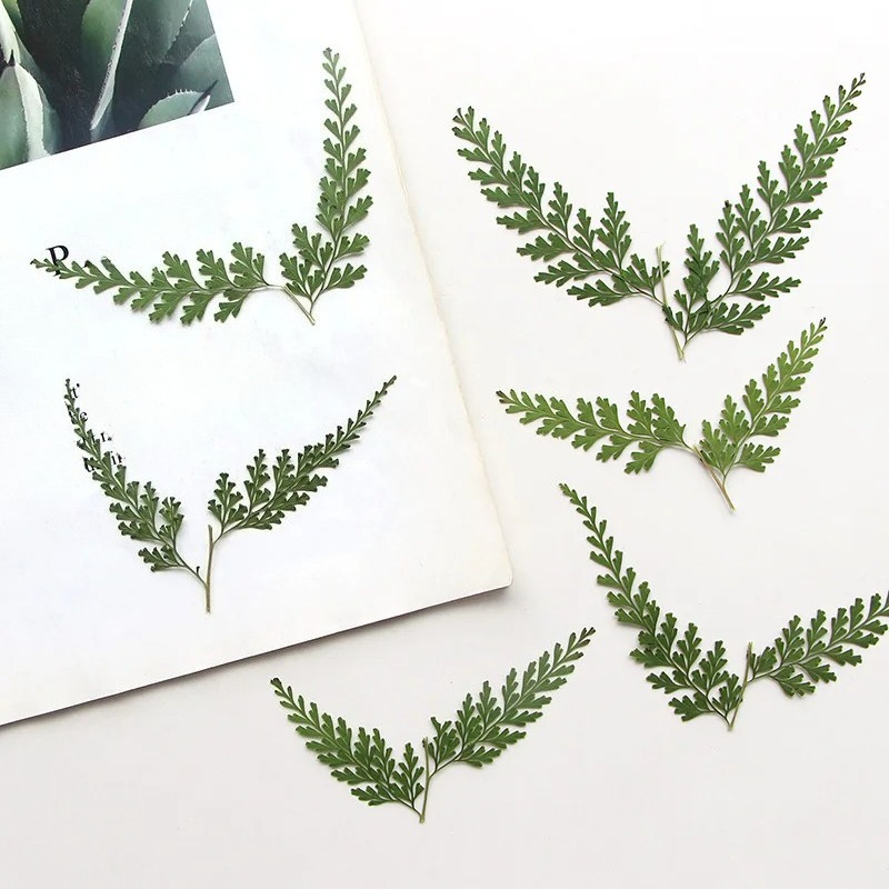 Dried Flower Bulk - 自然にプレスされたシダの枝、乾燥した花のしおり、グリーティングカード、ドリップガム、電話ケース、フォトフレーム、本の葉の植物、5〜7cm、12個
