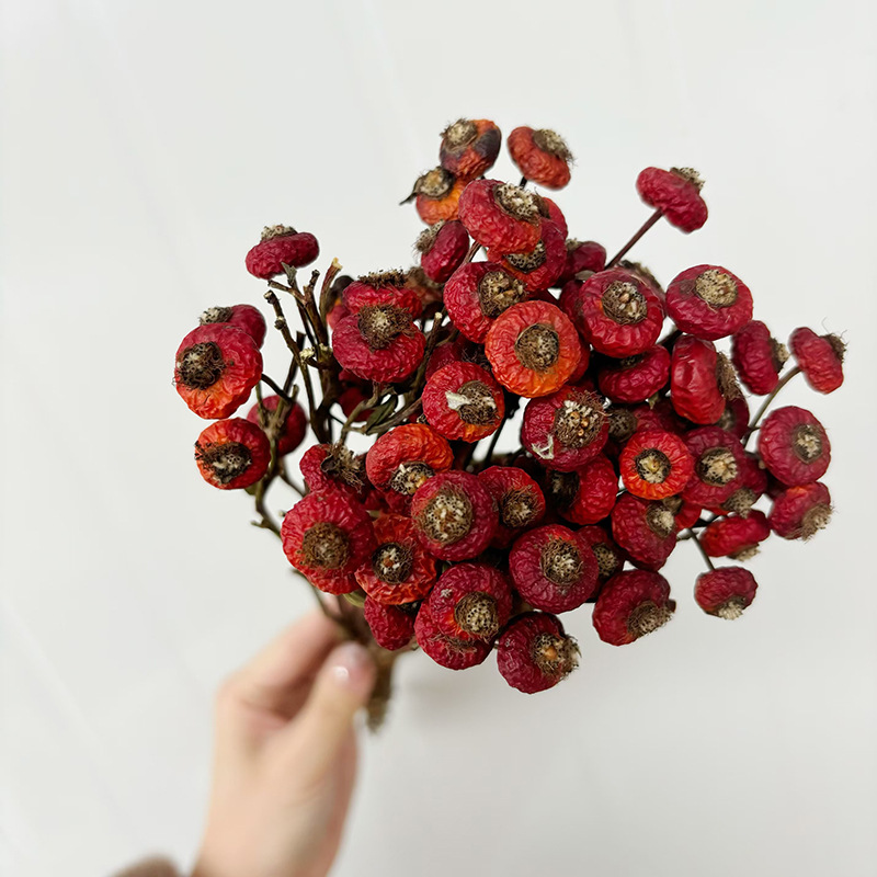 10個/束 ドライローズヒップベリーの花 天然ドライフラワー - Dried Flower Bulk のレビューと価格