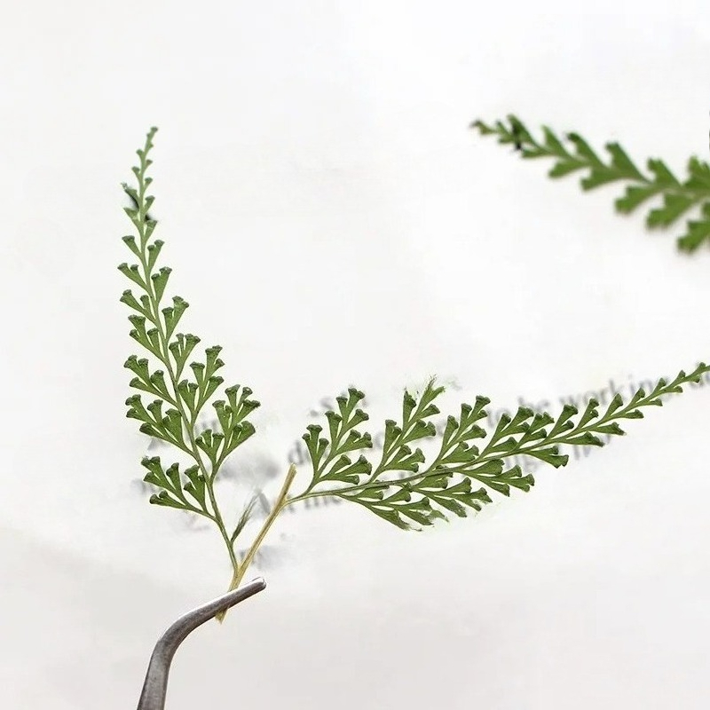 自然にプレスされたシダの枝、乾燥した花のしおり、グリーティン - Dried Flower Bulk のレビューと価格